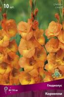 Гладиолус Корнелли  (10/12) 10 шт 835587