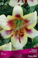 Лилия ОТ-Гибрид Пэшн Мун (12/14) 3шт