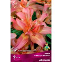 Лилия Азиатская махровая Афродита (14/16) 2 шт 