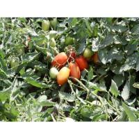 Томат Инкас F1 1000шт