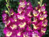 Гладиолус Крупноцветковый Сишор (12/14) 5 шт