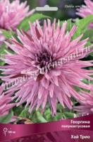 Георгина полукактусовая Хай Трио (I) 1 шт