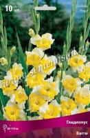 Гладиолус крупноцветковый Багги (10/12) 10 шт 