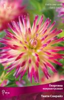 Георгина полукактусовая Таити Санрайз (I) 1 шт 