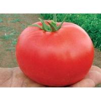 Томат Бобкат F1 1000 шт Томат Бобкат F1 1000 шт