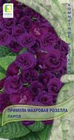 Примула махровая Розелла Парпл 5шт