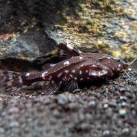 Рыба  Сом Агамикс