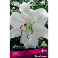 Лилия Восточная Касабланка (14/16) 2 шт