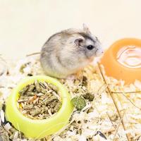 Хомяк джунгарский