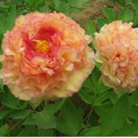 Пион древовидный Кинко