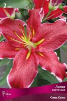 Лилия Восточная Сикс Сенс (12/14) 5 шт