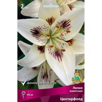 Лилия Азиатская Центерфолд (14/16) 2 шт