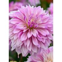 Георгина декоративная Лабиринт Тутоун (I) 1 шт 842177