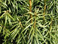 Облепиха Гном