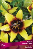 Лилия Азиатская Танго Бамблби (14/16) 2 шт