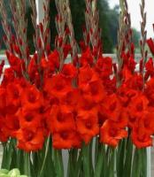 Гладиолус Крупноцветковый Масканьи (10/12) 10шт 