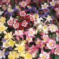 Аквилегия Оригами, смесь сортов 0,1г