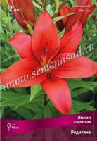 Лилия Азиатская Родилана (14/16) 2 шт