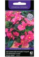 Бегония вечноцветущая зеленолистная Бада Бинг Роуз 15шт