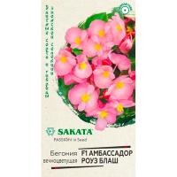 Бегония вечноцветущая Амбассадор Роуз F1 4шт