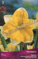 Нарцисс с Расщеплённой коронкой Чантерелл (5шт, 12/14) 756228