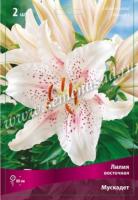 Лилия Восточная Мускадет (12/14) 3шт