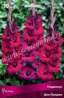 Гладиолус Крупноцветковый Дон Луиджи (10/12) 10 шт