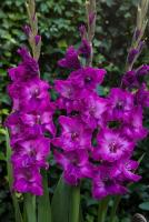 Гладиолус Шоуберд (10/12) 10 шт 835607