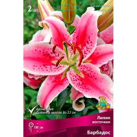 Лилия Восточная Барбадос (14/16) 2 шт 