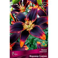 Лилия Азиатская Форевер Сьюзан (14/16) 2 шт