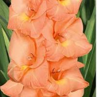 Гладиолус Крупноцветковае Эста Бонита (10/12) 10 шт 841776