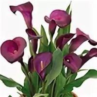 Калла Найт Лайф  (14/16) 1шт