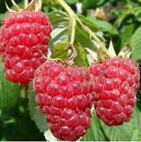 Саженцы Малина Конёк-Горбунок