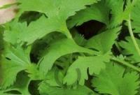 Пряность Кориандр Армянский 20г