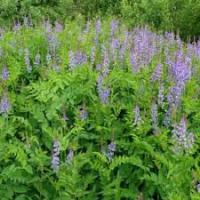 Сидерат Козлятник Ялтинский 0,5кг  Сидерат Козлятник Ялтинский 0,5кг