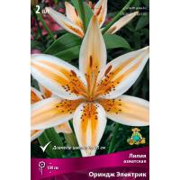 Лилия Азиатская Ориндж Электрик (14/16) 2 шт