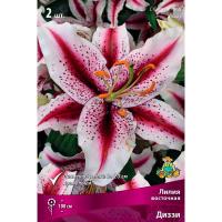 Лилия Восточная Диззи (14/16) 2 шт