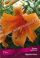 Лилия Трубчатая Африкан Квин (12/14) 3 шт