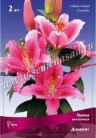 Лилия Восточная Динамит (14/16) 2 шт