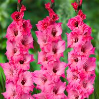 Гладиолус Барток  (10/12) 10 шт 835584