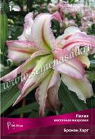 Лилия Восточная махровая Брокен Харт (14/16) 1 шт