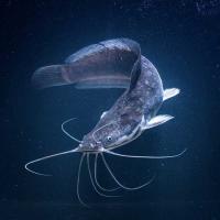 Рыба Сом Парчовый Птеригоплихт 20-30см