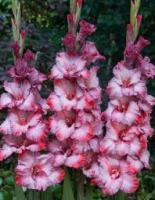 Гладиолус Крупноцветковае Тедс Трамп (10/12) 5 шт 