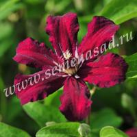 Клематис (капер) Стасик