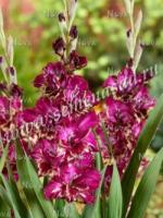 Гладиолус Колор Клаб 10 шт (10/12) 