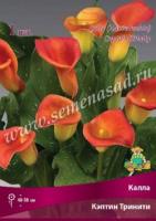 Калла Кэптин Тринити 14/16 