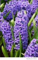 Гиацинт Садовый Пёрпл Стар (15/16) 3шт,