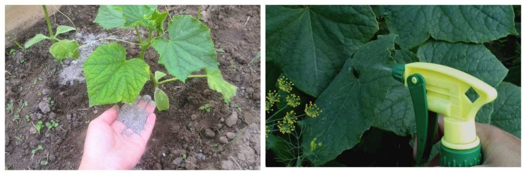 удобряем-огурцы.jpg