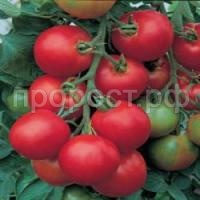 Томат Толстой F1 50шт