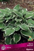 Хоста Форчуна Франсе
